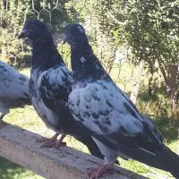 کفتر پاکستانی|پرنده|نیر (اردبیل), |دیوار