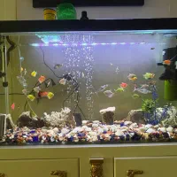 اکواریوم|ماهی|قزوین, |دیوار