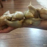 حلزون سوپرمولد (20سانت به بالا)