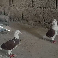 جفت ابلغ سرخ