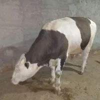 گوساله سمینتال درجه 1