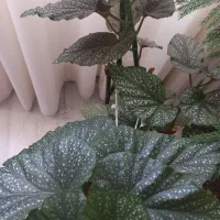 گیاه بگونیوم