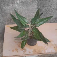 گلهای طبیعی|گل و گیاه طبیعی|شیروان (خراسان), |دیوار