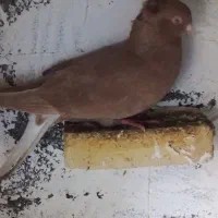 جفت دم پاک عقیلی|پرنده|شوشتر, |دیوار