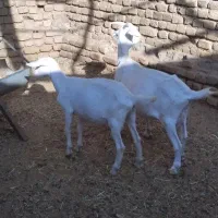 بز سانن