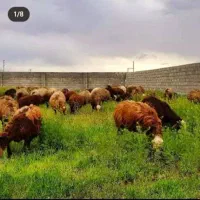 گوسفند زنده قربانی