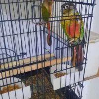 عروس هلندی دوکت پروانه ای آلبینو ولوتینو مولد|پرنده|جاسک, |دیوار