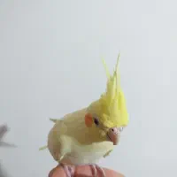 عروس هلندی سخنگو|پرنده|نسیم‌شهر, |دیوار