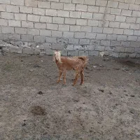 بز فروش|حیوانات مزرعه|اهواز, اهواز|دیوار