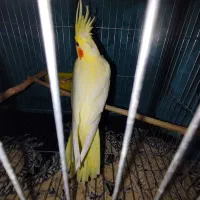 عروس هلندی لوتینو زعفرانی|پرنده|دره شهر, |دیوار