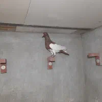 کبوتر ماده