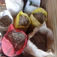 کودکبوتر|لوازم جانبی حیوانات|تاکستان, |دیوار