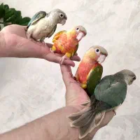 جوجه گرینچیک آناناسی و پاین اپل و جوجه عروس هلندی