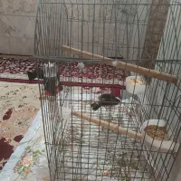 مینا|پرنده|یزد, |دیوار