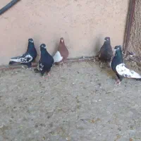 کبوتر .سینه