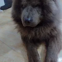 سگ چاو چاو 10 ماهه
