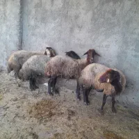 گوسفند فروشی
