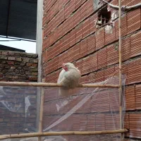 مرغ تخمگذار  نیاز به پول