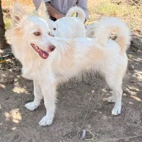 توله سگ باهوش