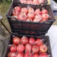 انار ملس ممتاز|عمدهفروشی|کردکوی, |دیوار