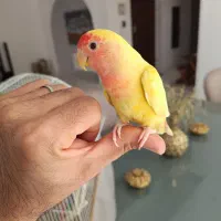 کوتوله برزیلی زرد و سبز
