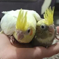 جوجه عروس هلندی