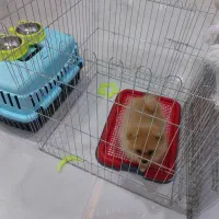 سگ پامر|سگ|مشهد, حسینآباد|دیوار