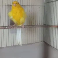 قناری نر کشیده با سه تا جوجه