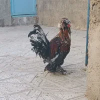 خروس سلطان اصیل دستگاه جوجه کشی|حیوانات مزرعه|کرمانشاه, |دیوار