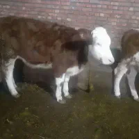 دوتا گوساله شرابی ماده اصل