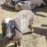 بره نر چاق کوار|حیوانات مزرعه|طسوج, |دیوار