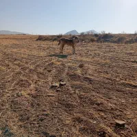 سگ آلابای اصیل|سگ|شازند, |دیوار