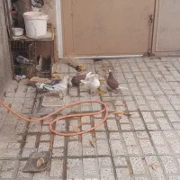 کبوتر عالی پروازی