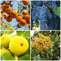 تولید درخت خرمالو انگور پسته و انجیر