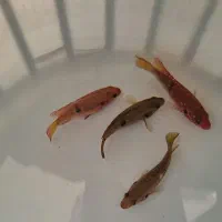 ماهی آکواریومی جوئل