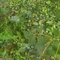 باغ|فروش زمین و ملک کلنگی|زاینده رود, |دیوار