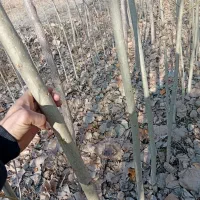 صنوبر ترکیه