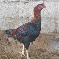 خروس لاری فروشی یا معامله.|حیوانات مزرعه|رفسنجان, |دیوار