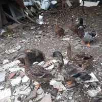 جوجه .غاز . اردک اسرائیلی. اردک نما نر و ماده .|حیوانات مزرعه|بندر انزلی, استادیوم|دیوار
