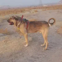 واگذاری پژدر اصیل