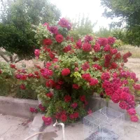 بومگردی واقامتی دهکده کلاته