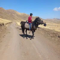 اسب|اسب و تجهیزات اسب‌سواری|اردبیل, |دیوار