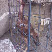 مرغ لاری