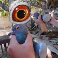 کبوتر مسافتی نژاد قوی|پرنده|کلاله, |دیوار