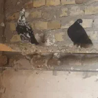 کفتر