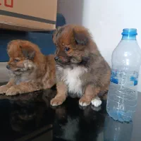 واگذاری سگ|سگ|شیراز, سعدیه شمالی|دیوار