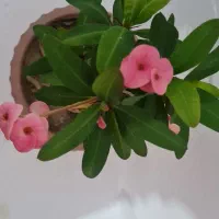 گل روز مادر