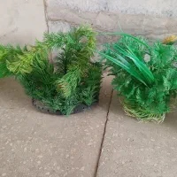 وسایل آکواریوم|ماهی|قزوین, |دیوار