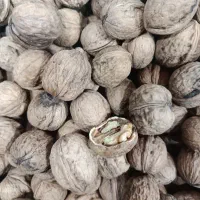 گردو تازه کلات