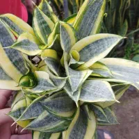 فروش انواع گل سانس  شفلر کامپکت|گل و گیاه طبیعی|سلمان‌شهر, |دیوار